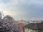 My favorite picture of Spring in Hungary!