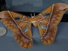 The Peruvian coin on the left, which is the size of a quarter, shows you just how big this beautiful moth was!