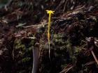 A beautiful flower growing in the forest