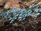 Some bright blue mushrooms I saw in the forest
