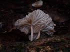 A mushroom seen on one of my hikes in the forest
