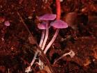 A beautiful purple mushroom species seen in the rainforest