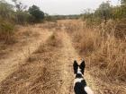Walking with my dog Zorro allows us both to make new discoveries