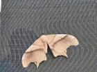 Moths have a wide variety of camouflage styles