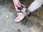 Giant snails have shells that resemble reflections on water