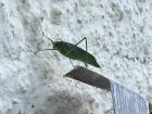 There are many forms of camouflage, such as that used by this insect that resembles a leaf