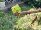 Tree leaf green chameleon