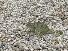 A chameleon blending in with pebbles