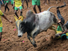 Picture of jallikattu taken from Wikipedia