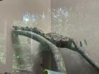 A boa constrictor