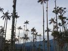 View of the palm tree forest from a local farmer's land