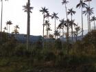 The tall skinny palm trees tower over you as you walk through them