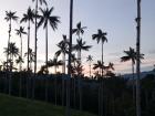 Sunrise in the palm tree forest