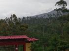 Palm tree forest in the distance (view from the highschool)