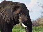A beautiful elephant that we saw!