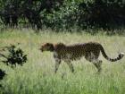 Cheetah! 