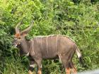 This animal is called a nyala 