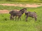 Zebras grazing 