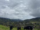 View of the vacas (cows) on a Sunday walk in the campo (fields) 