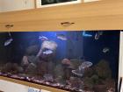 One of my favorite parts of my office building is our fish tank!