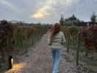 Exploring the vineyards of the Colchagua Valley