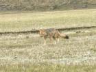 We saw a fox driving through Cotopaxi NP on our way to Rumiñahui!