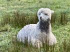 The peace you feel in the mountains extends to all, even llamas.