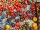 Tomatoes in season