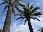 I took this picture on my way to my home stay. Spain is filled with palm trees!