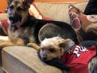 These are my two dogs! The German Shepherd is currently four years old and is the big one to the left. The Yorkie is the little one who is thirteen years old.
