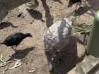 These birds were eating the wallaby’s food.