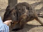 My friend fed the Wallaby first because I did not want to initially.