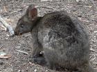 This is a wallaby; they are so small!