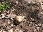 There were lots of fun little creatures on our hike... here's a friend we made along the way!
