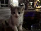 Q-tip the kitten