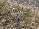 A grey heron resting on the riverbank 