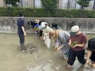 Planting rice seedlings 