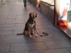 A good doggie waiting for its owner in Granada!