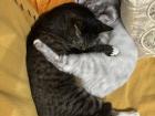My host cats waiting for me at the end of a long day!