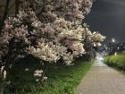 I passed this tree on my way to the grocery store. How beautiful are these big pink flowers?!