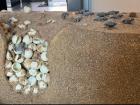This is a replica of a sea turtle's nest: sea turtles lay their eggs on the beach in holes they dig in the sand