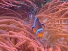 Got to see Nemo while visiting the oldest aquarium in Italy!