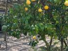 Tree growing "cedro" fruit (large and lemon-like)