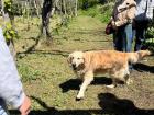 Luna, the farm dog, showing us around the property!