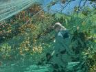 Up-close shot of the lemon trees with their protective netting