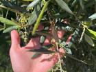 Close-up of an olive tree branch and its leaves