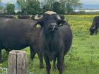 This buffalo even had blonde hair