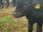Baby buffalo eating grass