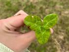 These are the clovers the buffalo like to eat