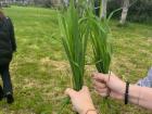 This is the grass we pulled to feed the baby buffalos